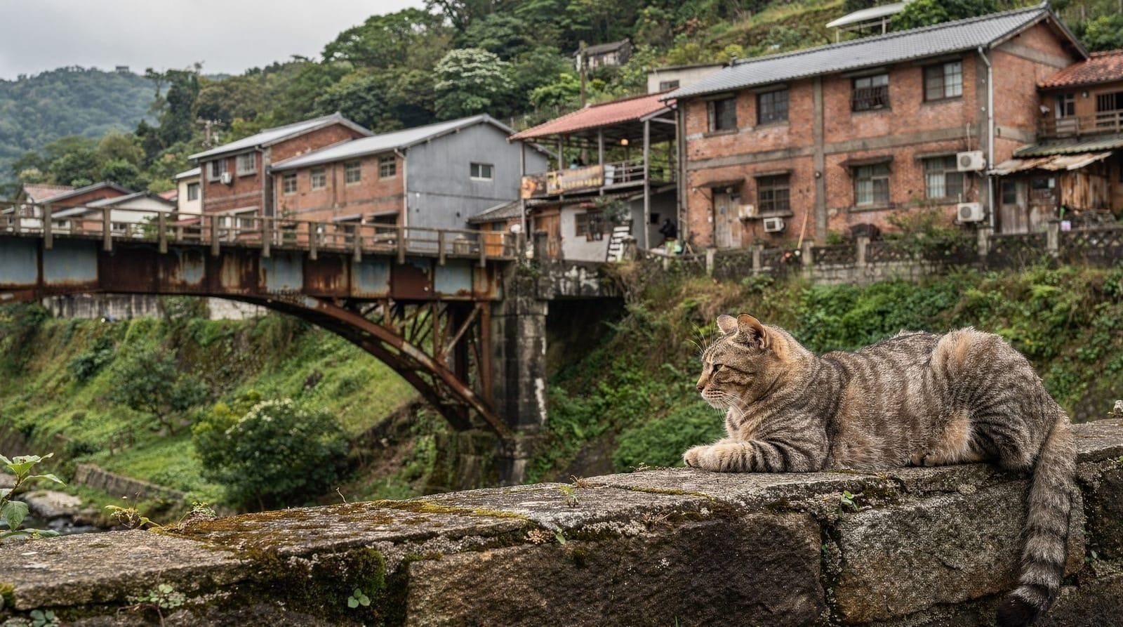Houtong Cat Village — what it's actually like and how to make the most of it — An honest look at Houtong, Taiwan's famous cat village — the cats, the former co