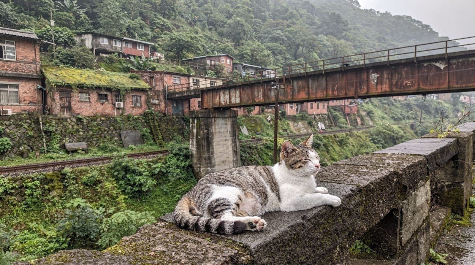 Houtong Cat Village guide — visiting Taiwan's famous cat village — Houtong Cat Village day trip from Taipei — train (NT$63), how many cats, what to
