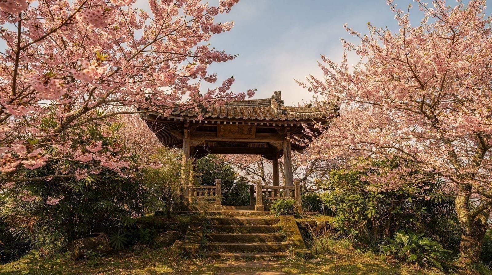 Taipei cherry blossom guide — when, where and how to see them — When and where to see cherry blossoms in Taipei, including Yangmingshan timing, 